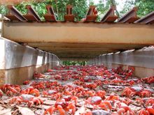 Crabs cross the road safely under a purpose-built grid.