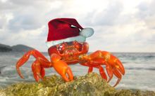A Christmas Island crab gets into the festive spirit