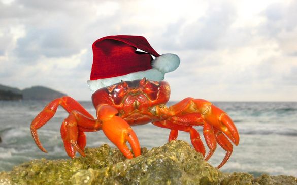 A Christmas Island crab gets into the festive spirit