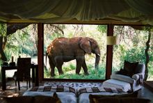 Elephant Outside Suite