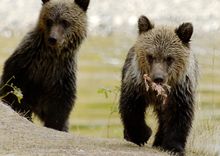 Grizzlies at Tweedsmuir
