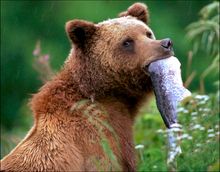 Tweedsmuir Bears