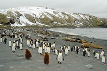 Wildlife swaming South Georgia beaches ready for the short summer