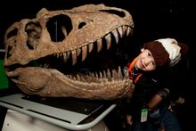 Explore-a-saurus Exhibition, Maryborough City Hall 