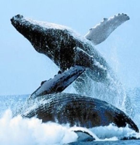 Whales