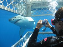 shark cage diving, Port Lincoln, Eyre Peninsula, South Australia