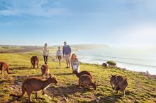 kangaroos on cliff top, stokes bay, kangaroo island, south australia