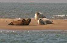 Common and Grey seals