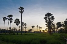 Sunset Rice Field, Angkor Temple, Siem Reap, Cambodia