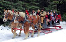 Horse Drawn Sleigh Ride at Yosemite