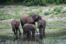 Elephants drinking on the river bank. Chobe River.