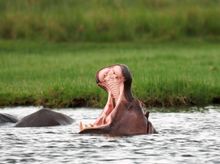 Hippo in the Chobe River