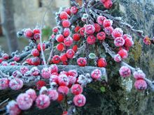 Winter walking with Foot Trails