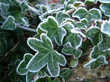 Winter walking with Foot Trails