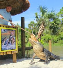 Wild Florida's Gator Park feeding show