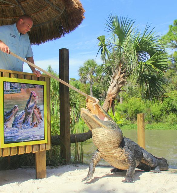 Wild Florida's Gator Park feeding show