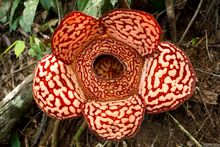 Rafflesia plant, Borneo, Malaysia