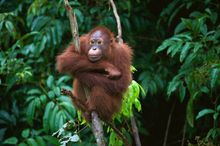 Orangutan, Borneo, Malaysia