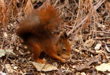 Red squirrel at Suffolk Owl Sanctuary