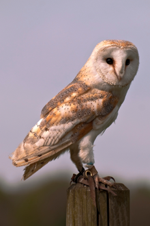 Barn owl in Suffolk
