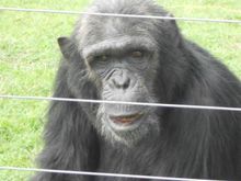 Chimpanzee