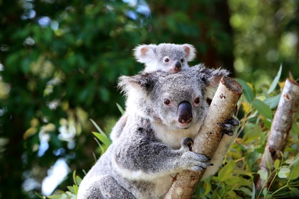 Baby Oasis and mother at Australia Zoo 