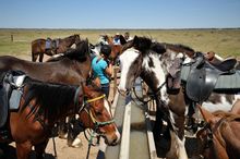 Horeses and riders enjoy a drink after putting the mob onto water