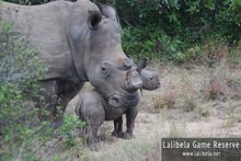 Baby Rhino and Mother