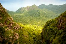 Rainforest, Borneo