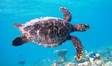 Hawksbill turtle HK767 Noah at Coco Palm Dhuni Kolhu