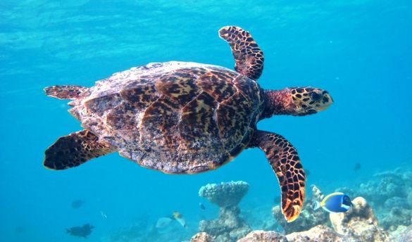 Hawksbill turtle HK767 Noah at Coco Palm Dhuni Kolhu