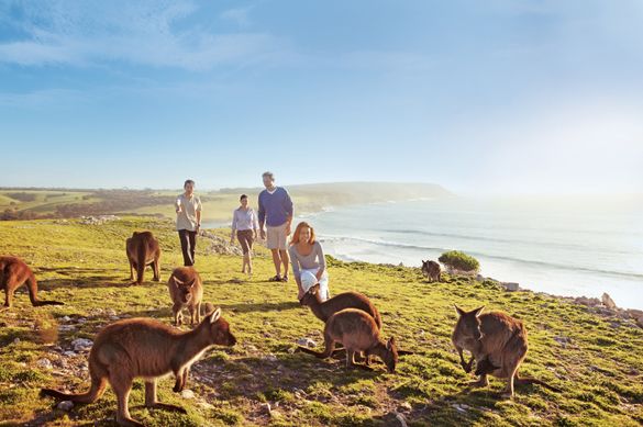 Kangaroos on cliff top, Stokes Bay, Kangaroo Island