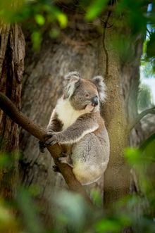 KOALA, CLELAND WILDLIFE PARK, ADELAIDE, SOUTH AUSTRALIA
