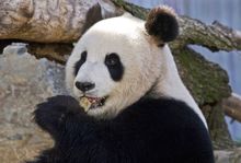 PANDA, ADELAIDE ZOO, SOUTH AUSTRALIA
