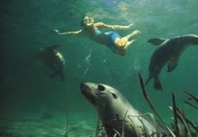 swimming with sea lions, baird bay, eyre peninsula, south australia