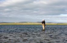 Orkney fish