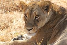 Ghoha Hills Savuti Lodge - Botswana