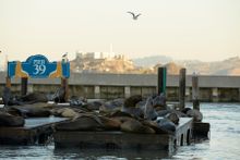 California Sea Lions at PIER 39's K-Dock