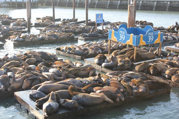 California Sea Lions at PIER 39's K-Dock