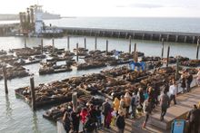California Sea Lions at PIER 39's K-Dock