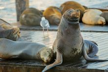 Sea Lions at PIER 39