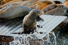 Sea Lions at PIER 39