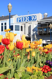 Tulipmania at PIER 39