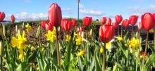 Tulipmania at PIER 39