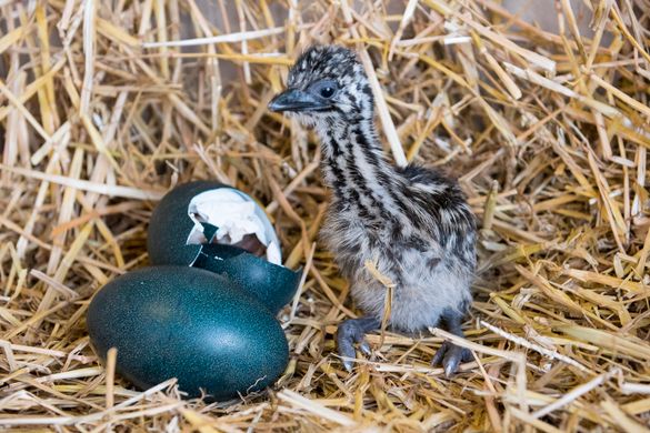 Newly Hatched Emu Chick