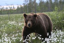 Brown Bear, Finland
