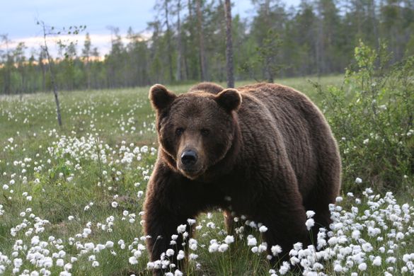 Brown Bear, Finland