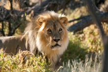 Black maned Kalahari lion, Kgalagadi Transfrontier Park, South Africa