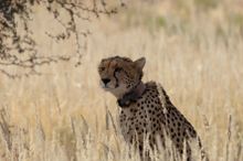 Cheetah, Kgalagadi Transfrontier Park, South Africa