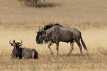 Wildebeest, Kgalagadi Transfrontier Park, South Africa